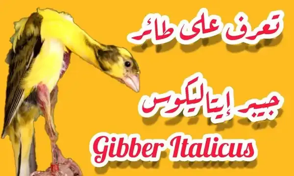 تعرف على طائر كناري Gibber Italicus