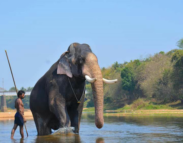 Kerala Elephants Images