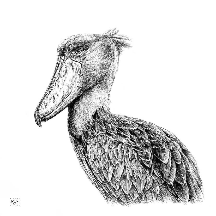 04-Shoebill-Stork-Animals-and-Nature-Drawings-Kristin-Frost