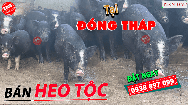 Địa chỉ bán heo tộc, heo đen, heo đồng bào, heo mọi tại Đồng Tháp Giá rẻ