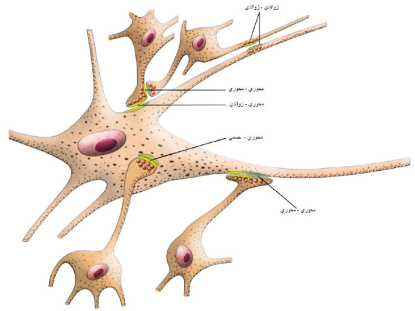 الشكل 1-4: أنواع التشابكات العصبية الكيميائية.
