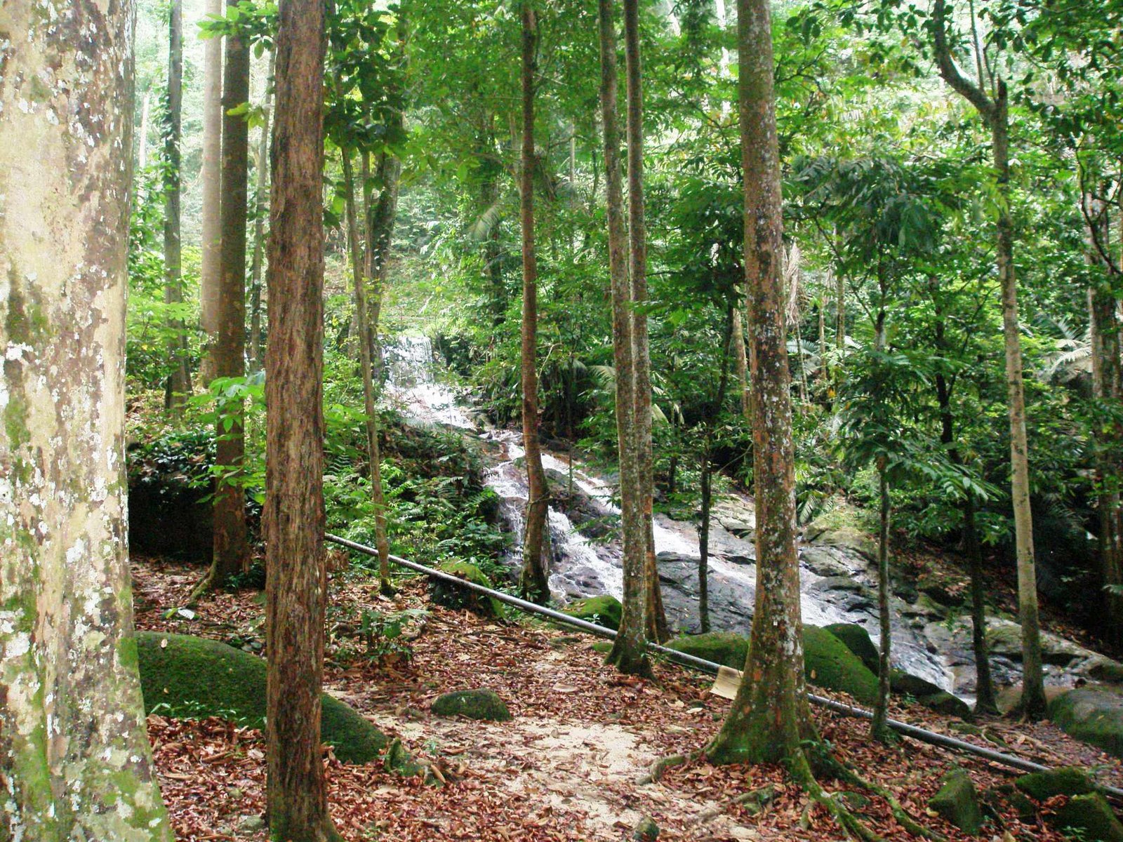  PENGALAMAN DI KANOPI  HUTAN  TROPIKA