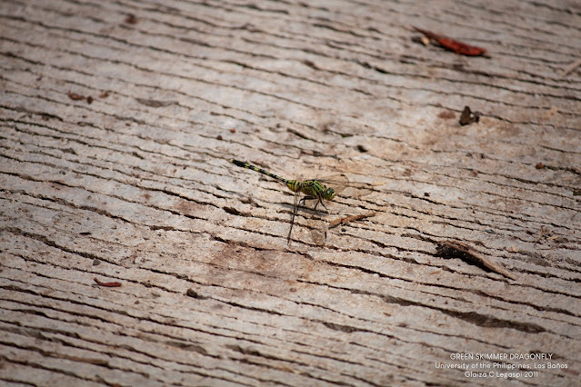 Green Skimmer Dragonfly