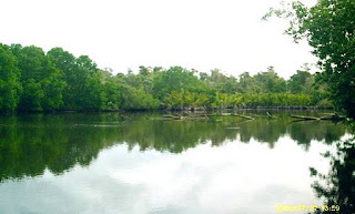 EKOLOGI HUTAN: Ekosistem Hutan Payau atau Hutan Mangrove