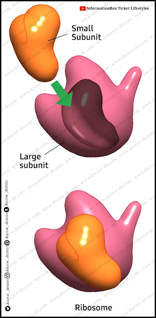 Ribosomes