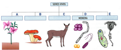 Resultado de imagem para os reinos dos seres vivos