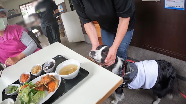 保護犬 ボーダーコリー トーマ 加恋ちゃん家