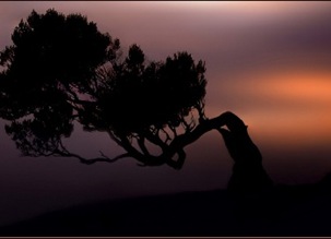The_lonely_tree_Wallpaper__yvt2