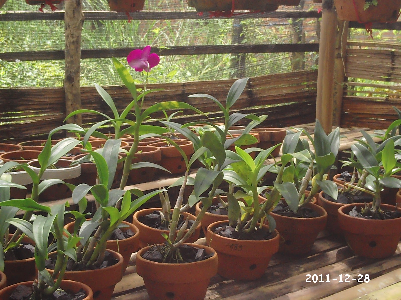 Rumah Bunga Kuansing: Aneka Tanaman Anggrek