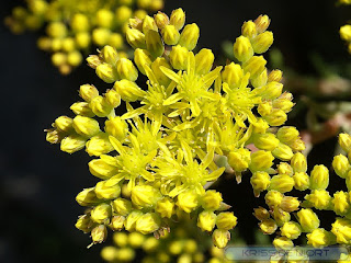 Orpin des rochers - Sedum réfléchi - Orpin rupestre - Sedum rupestre - Sedum reflexum - Orpin réfléchi 