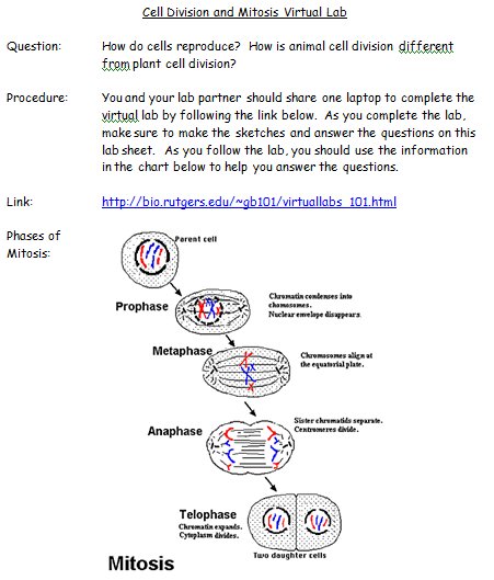 :::SpenceSpace:::: Mitosis Virtual Lab