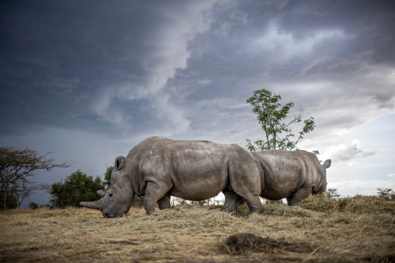 Stunning Photos Of The Last Two Northern White Rhinos Alive