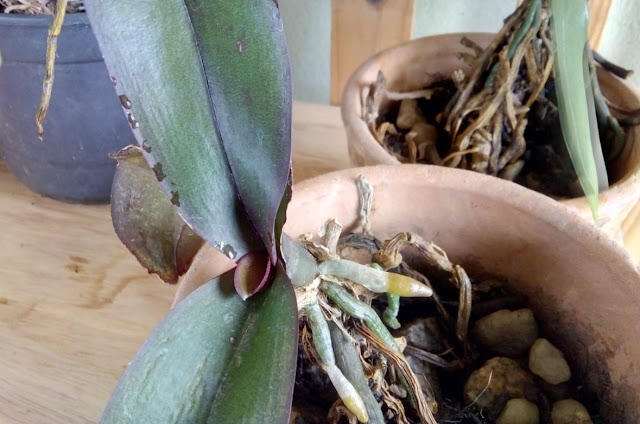 Orquídea em vaso de barro, com destaque para as raízes