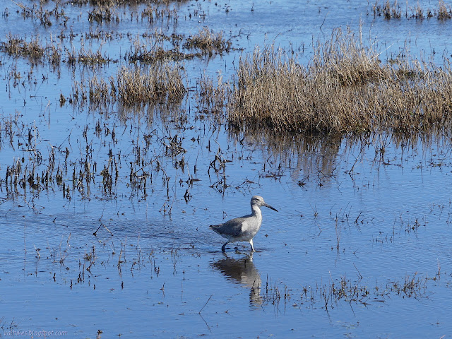 strolling shore bird