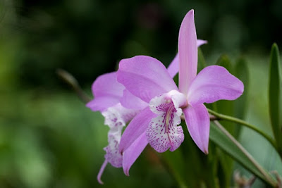 Laelia speciosa care and culture