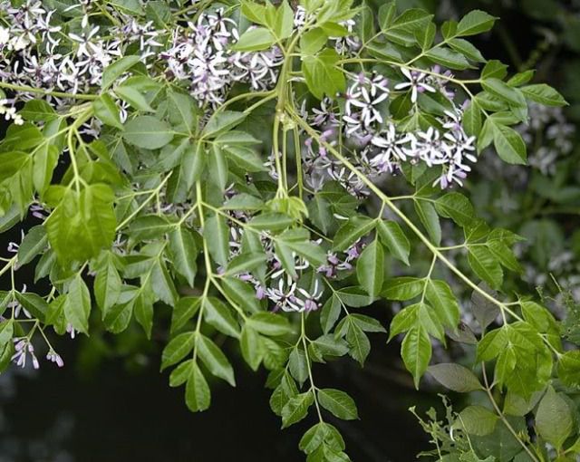 Hoa Xoan Nhừ (Xoan Rừng) - Choerospondias axillaris - Nguyên liệu làm thuốc Đắp vết thương Rắn Rết cắn