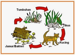 BIOLOGI GONZAGA: SOAL TRY OUT UN SD BIOLOGI 4