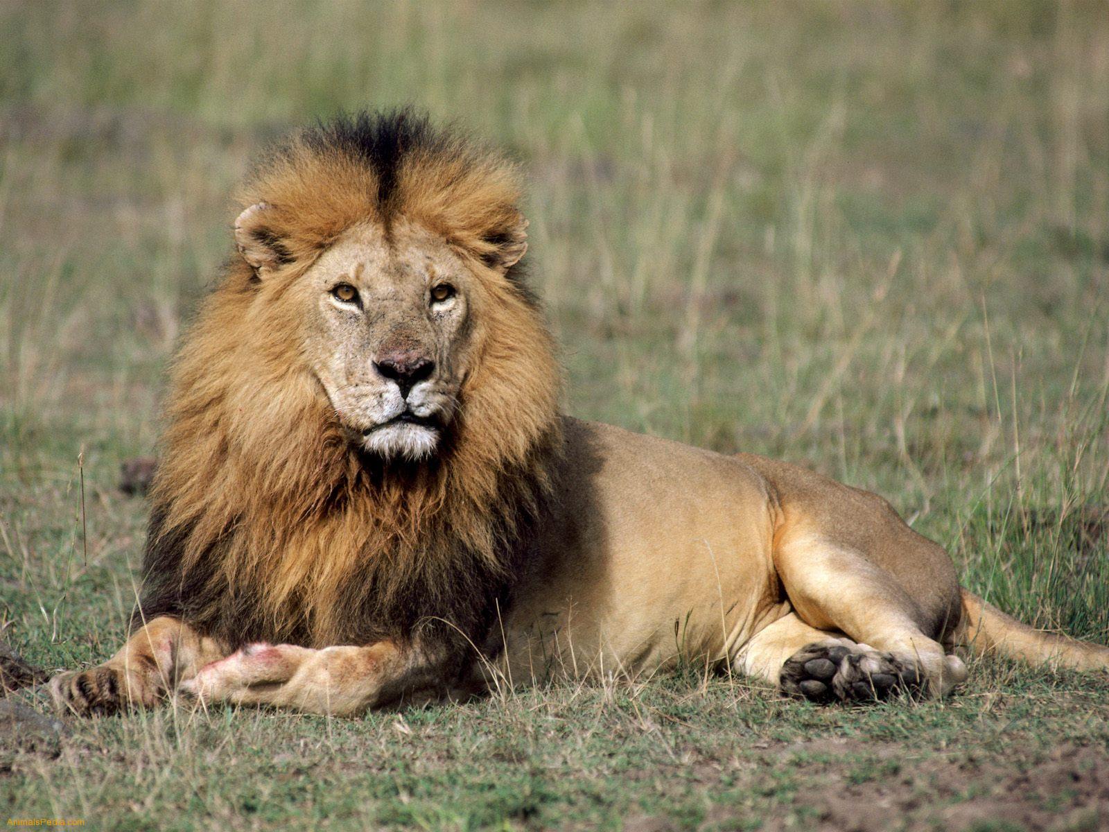 The Lion  Interesting Facts About King Of Jungle 