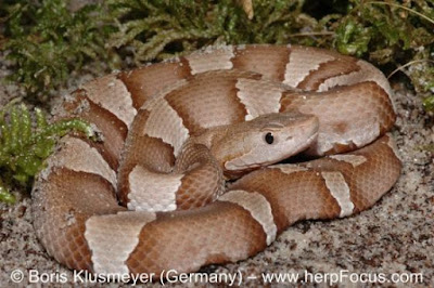 Northern Copperhead