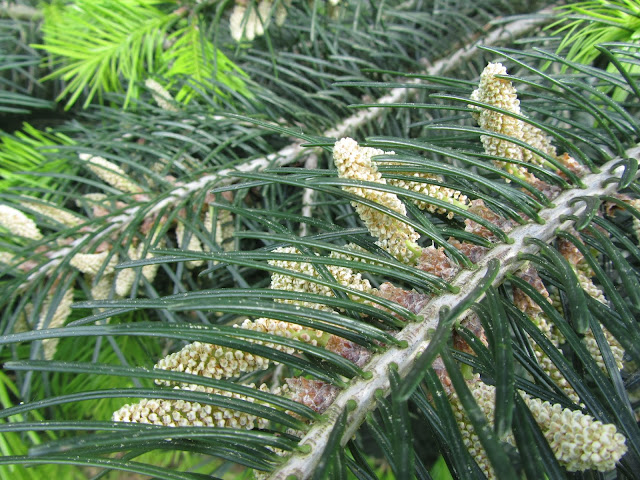 Coni e Nuova Vegetazione