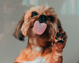 Small brown dog licking their face