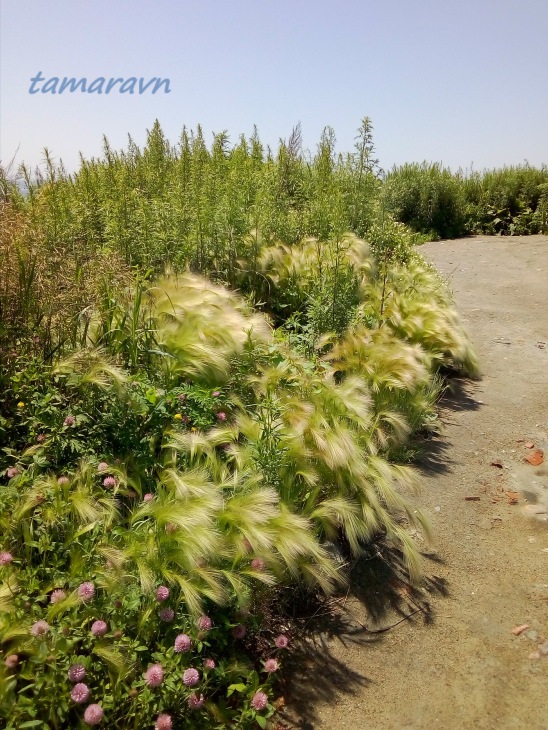 Ячмень гривастый (Hordeum jubatum)