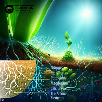 Nutrient Uptake and Transport