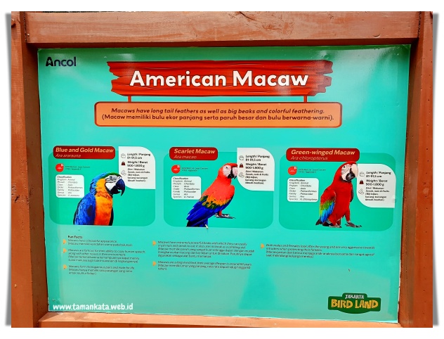 American Macaw di Jakarta Bird Land