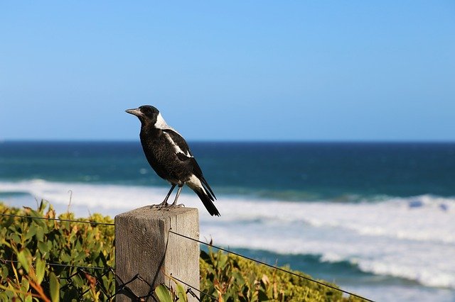 Australia Magpie standing on a fence, this can be dangerous as they are among the most dangerous birds in the world.