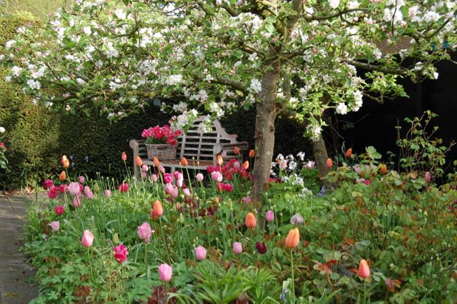 appelbloesem met tulpen, tuinbank