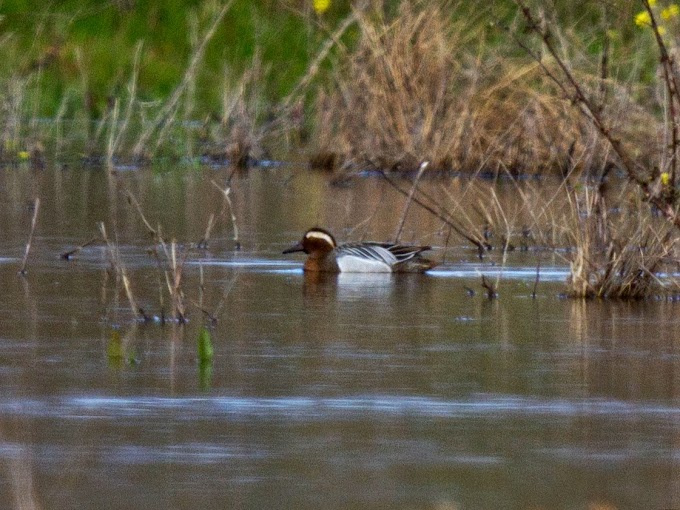 Birdwatching in Athens: It's raining (H2O and birds)!