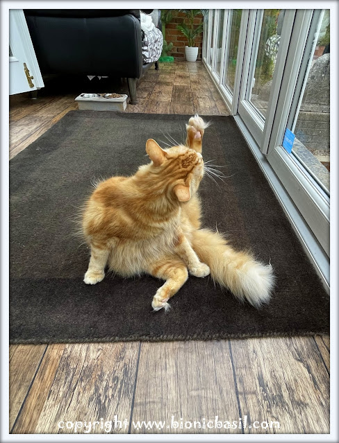 The BBHQ Midweek News Round-Up ©BionicBasil® Fudge's Morning Fur-Lates Purractice