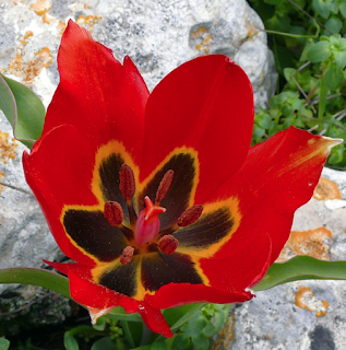 https://fr.wikipedia.org/wiki/Tulipe