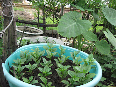 tự trồng rau sạch tại nhà
