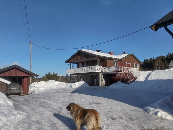 leonberger  bygda rundt