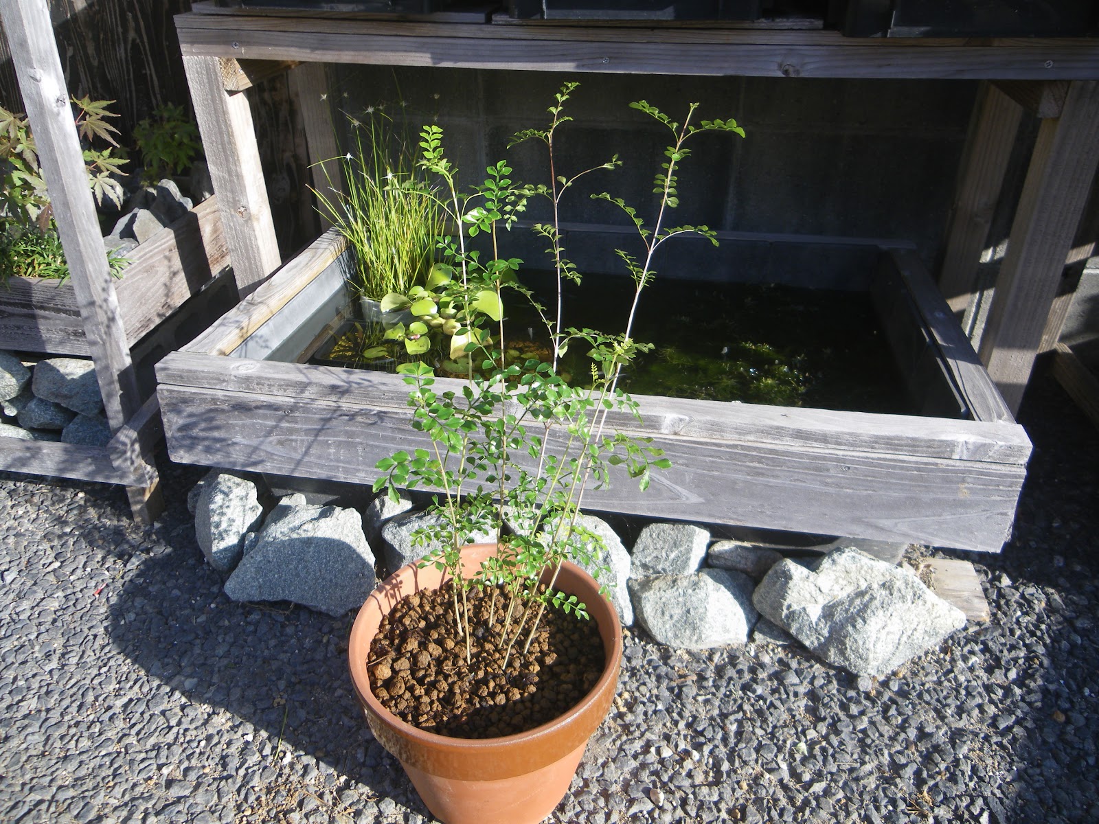 シマトネリコの鉢植えの育て方 植え付け編 肥料と剪定 メダカの大工