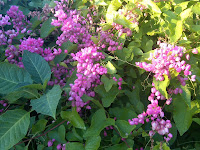 Coral Vine in Bloom