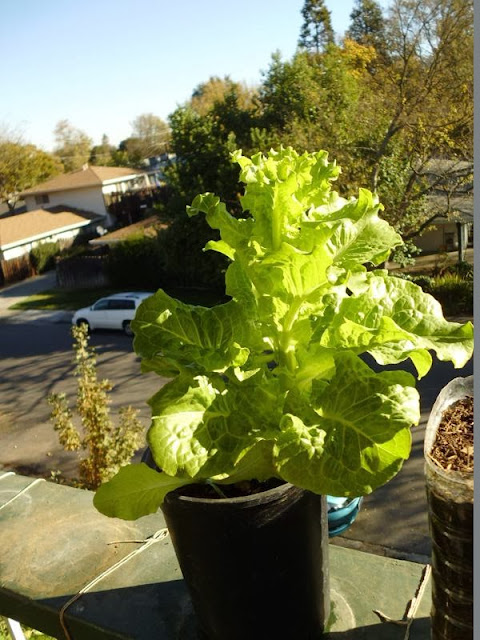 Nevada Lettuce bolting