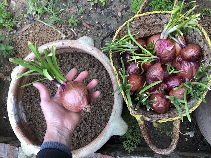 How to Grow Green Onions in Containers for a Fresh Supply Year-Round!
