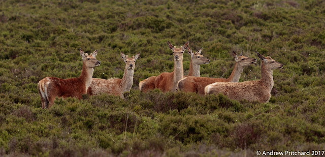 A group of young stags with the beginnings of antler growth walking through the green heather shrubs.