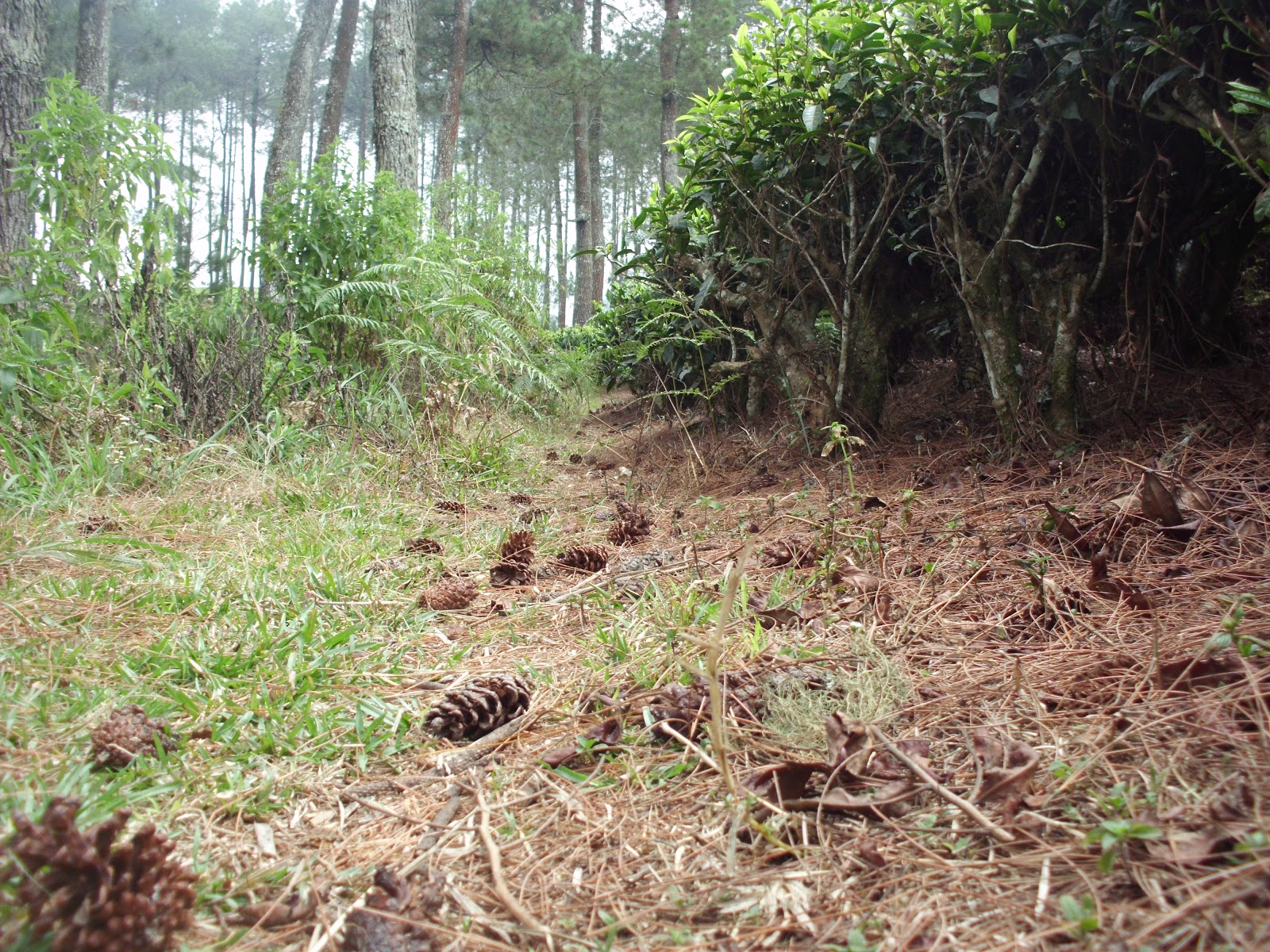 Contoh Kerusakan Ekosistem Hutan - Contoh Yuk