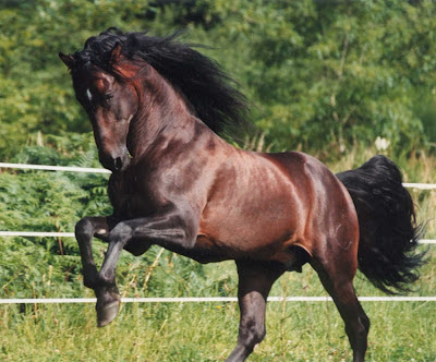 La Salud de los Caballos