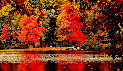 Forests: Autumn Forest Fall Paths Trees Leaves HD Wallpapers for 