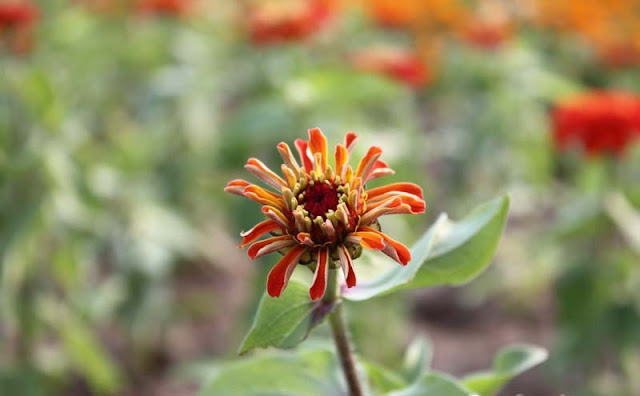 Zinnia Flowers