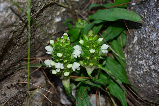 Prunella laciniata