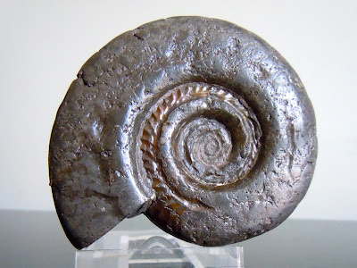 Fossil Ammonite: Hildoceras lusitanicum. 