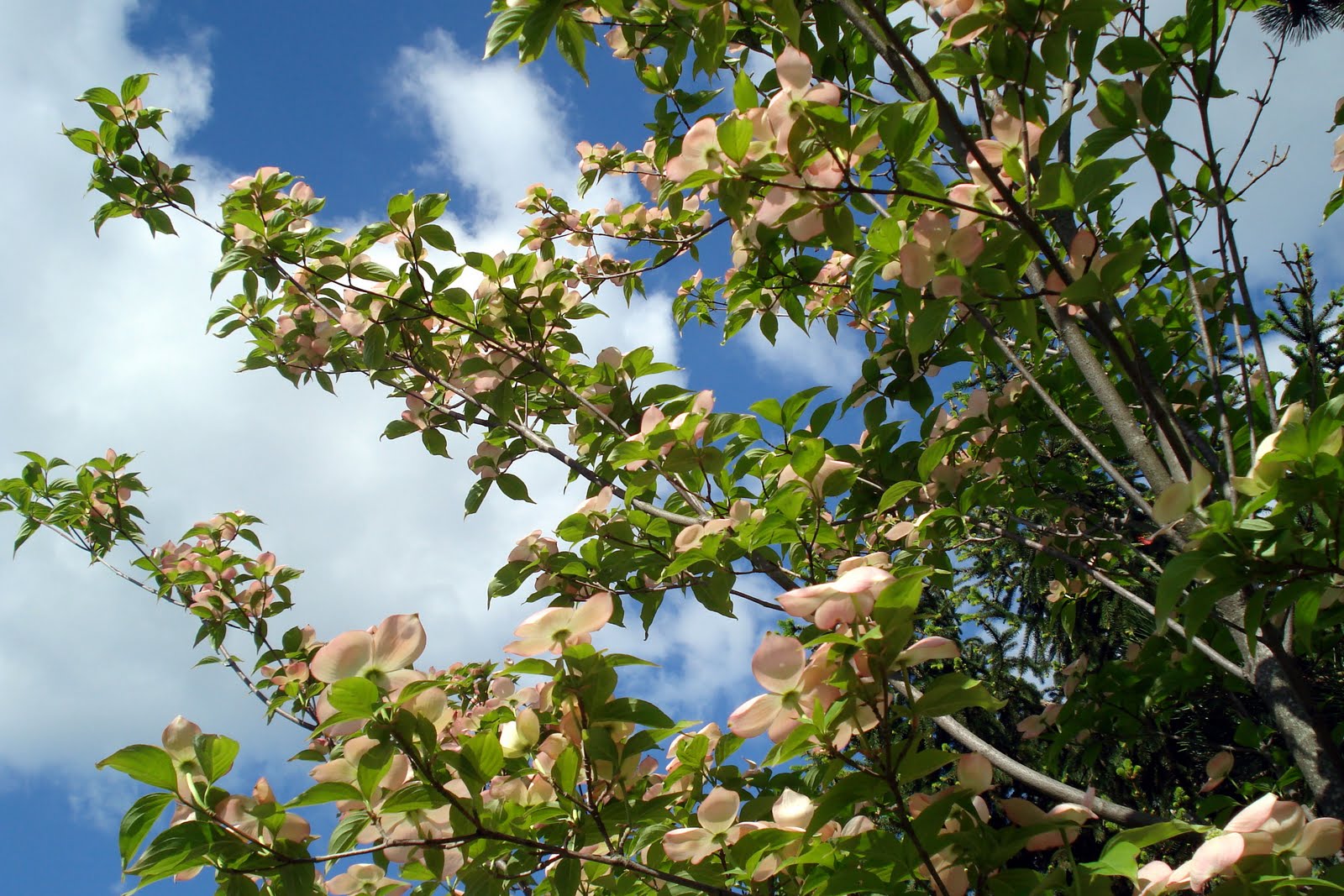 pink kousa dogwood tree