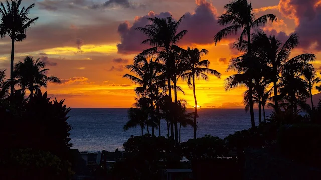 Sunset, Horizon, Palm Trees, Tropics