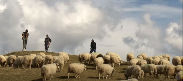 A la rencontre de bergers dans le Valais