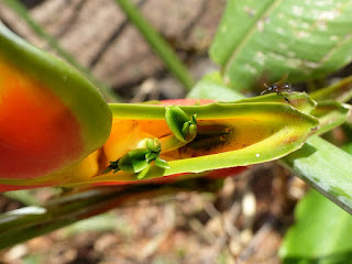 Héliconia de Wagner - Heliconia wagneriana